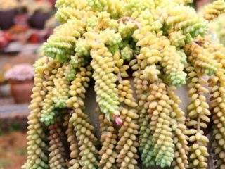 Sedum Morgana (Monkey Tail): larawan, pagtatanim at pangangalaga