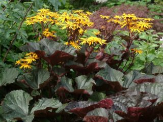 Ligularia zobains melns violets: audzēšana ārpus telpām