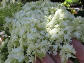 Ortensia negli Urali: cresce in giardino, le migliori varietà, recensioni