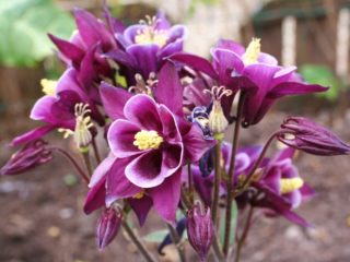 Aquilegia: planten en verzorgen in het open veld