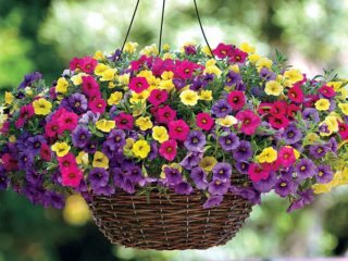Que flores se parecem com petúnia: foto com nomes