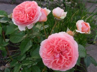 Rose Swany (Swani): foto og beskrivelse, anmeldelser