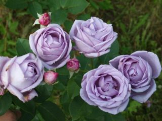 Lilla klatrerose Indigoletta (Indigoletta): plantning og pleje, foto