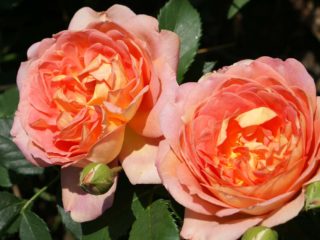 Engelsk rose Lady of Shalott (Lady of Shalotte): foto og beskrivelse af sorten