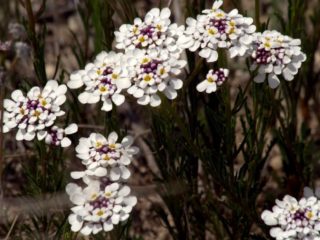 Iberis flerårig: plantning og pleje, foto af blomster i blomsterbedet og i haven