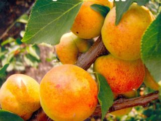 Šiaurės abrikosų čempionas: sodininkų aprašymas, nuotraukos, charakteristikos, apžvalgos
