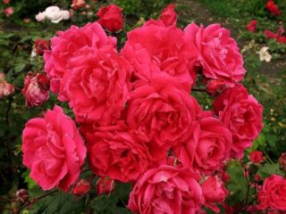 Rose del parco: cura e coltivazione, quando piantare in autunno in piena terra