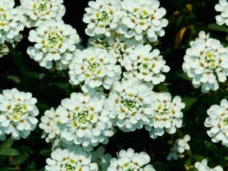 Iberis evergreen: foto y descripción, Snowfall, Fire Ice, Tahoe y otras variedades