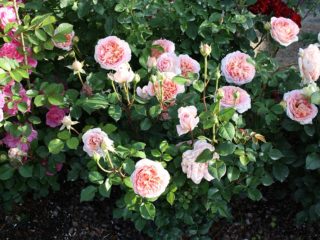 Ang parke sa Ingles ay rosas ni David Austin Abraham Derby: larawan at paglalarawan