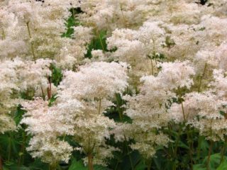 Meadowsweet (meadowsweet) palmate: περιγραφή, καλλιέργεια και φροντίδα