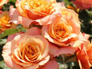 Park rosas ng Cordesa La Villa Cotta (La Villa Cota): paglalarawan ng pagkakaiba-iba, larawan