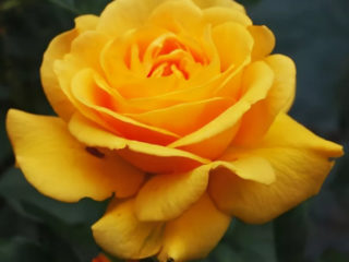 Ang rosas ng Floribunda ay nag-rose ng Golden Dreams (Golden Dreams): pagtatanim at pangangalaga, mga pagsusuri