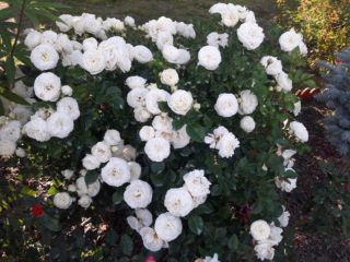 Tea-hybrid rose Wedding Piano (Wedding Piano): semina e cura, foto