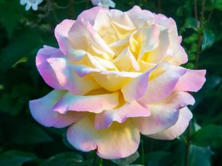 Climbing rose Gloria Dei Climbing (Gloria Day Climbing): descriere și fotografii, recenzii