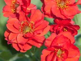 Overblijvende gravilat: foto's van bloemen, soorten en variëteiten, groeiend uit zaden