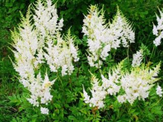 Meadowsweet (olmaria) ordinario: proprietà utili, semina e cura