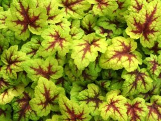 ¿Cuál es la diferencia entre Heuchera y Heycherella?
