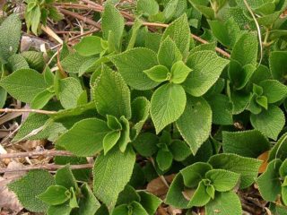 Rami (Chinese nettle): larawan at paglalarawan, aplikasyon
