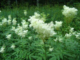Meadowsweet (meadowsweet) visleaf: φωτογραφία, φαρμακευτικές ιδιότητες, φύτευση και φροντίδα