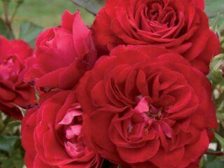 Floribunda rose varieties Mona Lisa (Mona Lisa)
