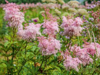 Τύποι και ποικιλίες meadowsweet (meadowsweet): Elegance, Red Umbrella, Filipendula και άλλα