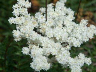 Τι βοηθά το meadowsweet (meadowsweet): φωτογραφία, χρήση στη λαϊκή ιατρική