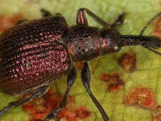 Paano gamutin ang mga strawberry mula sa isang weevil: sa tagsibol, tag-init, taglagas