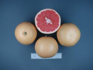 ¿Cuál es la diferencia entre pomelo y naranja?