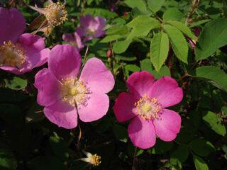 Rose (rosehip) nålblad: beskrivning, användbara egenskaper, foto