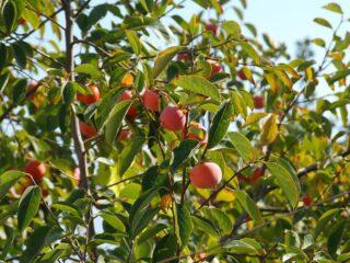 Persimmon Nikitskaya bordeaux: descrizione della varietà con foto