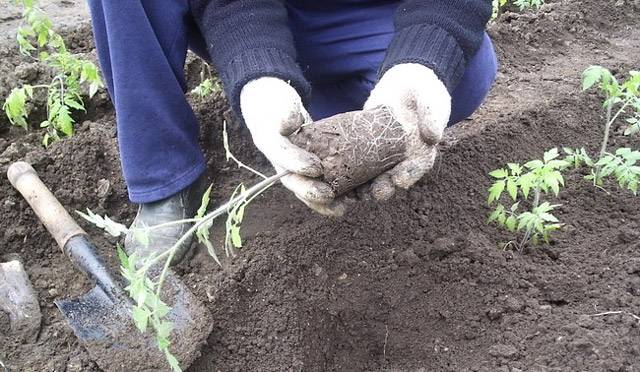 Planter des tomates dans le sol