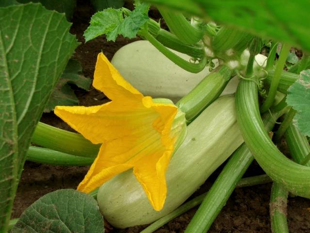 courgettes Gribovsky 37