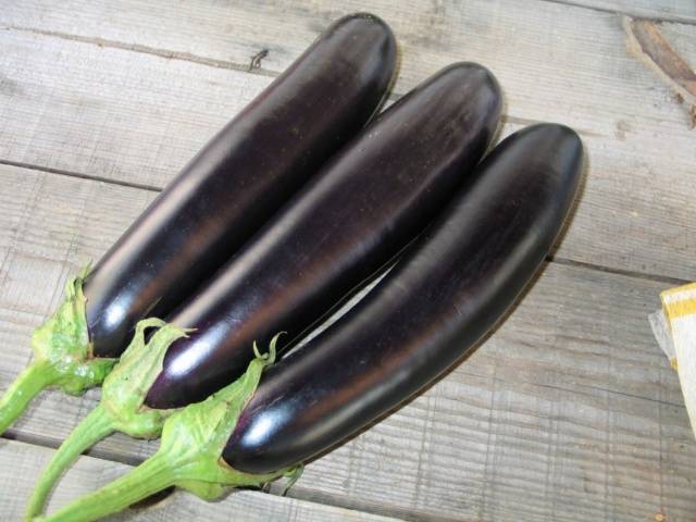 Salamandre d'aubergine