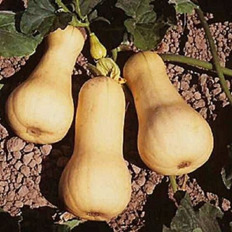 Pear-shaped