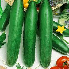 Chinese cucumber cold hardy F1