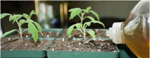 Top dressing of tomato and pepper seedlings with folk remedies