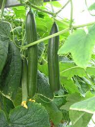 Heat resistant Chinese cucumber F1