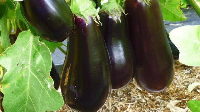 Dutch eggplant varieties