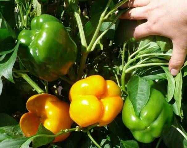 Early thick-walled sweet pepper for Moscow region