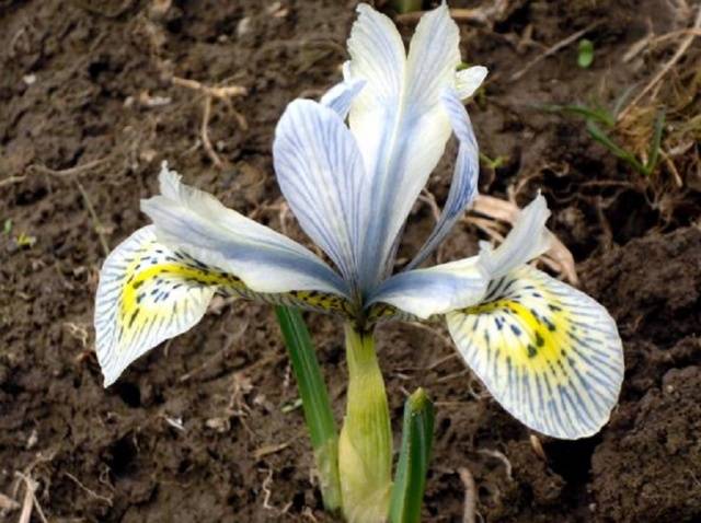 Iris réticulé (iridodictium)