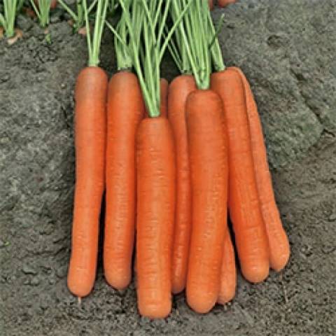 Marmelade de carottes F1