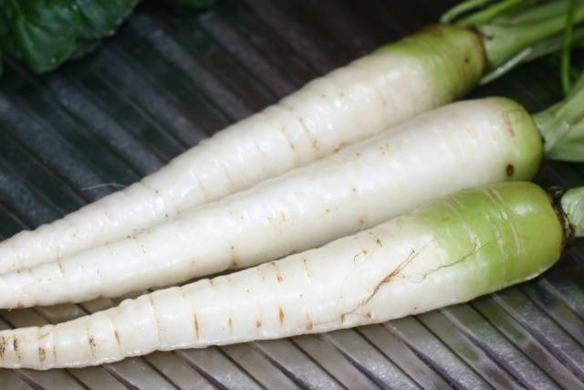 White carrot varieties