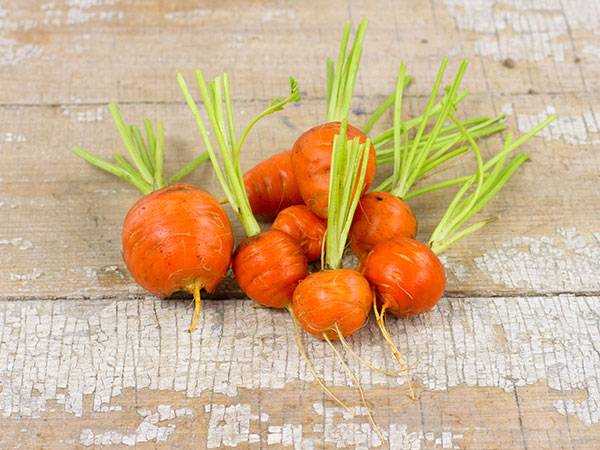 Variétés de carottes rondes