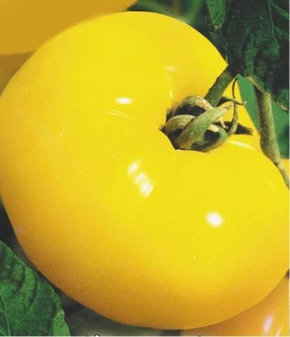 Géant du citron