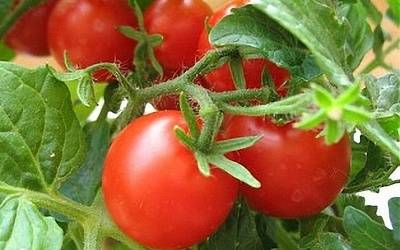 Soin des semis de tomates
