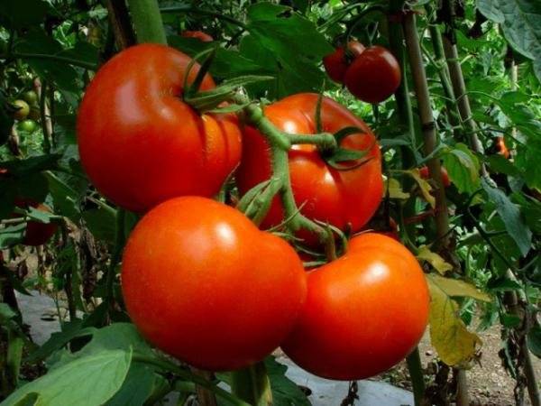 Garniture aux tomates blanches