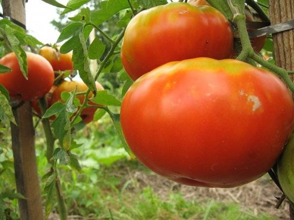 Tomato Bovine noo