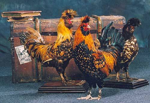 Pavlovsk breed of chickens