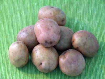 Potatoes Zhukovsky early