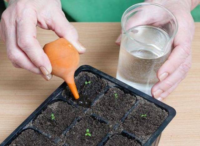 Kako hraniti sadnice petunije za rast